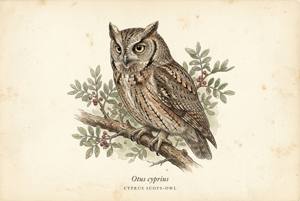 Cyprus Scops-Owl illustration