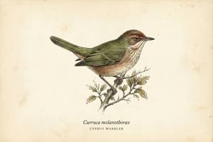 Cyprus Warbler illustration