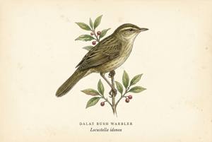 Dalat Bush Warbler illustration