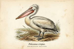 Dalmatian Pelican illustration