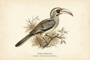 Damara Red-billed Hornbill illustration