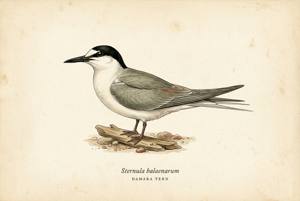 Damara Tern illustration