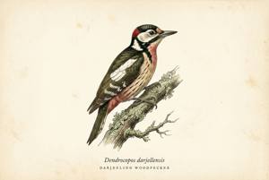 Darjeeling Woodpecker illustration