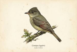Dark Pewee illustration