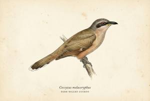 Dark-billed Cuckoo illustration