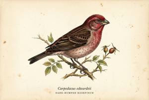 Dark-rumped Rosefinch illustration