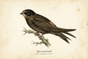 Dark-rumped Swift illustration