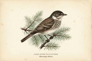 Dark-sided Flycatcher illustration