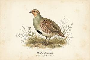Daurian Partridge illustration