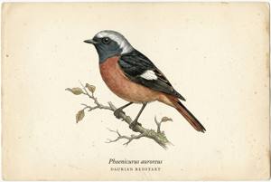 Daurian Redstart illustration