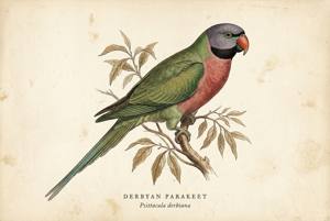Derbyan Parakeet illustration