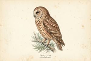 Desert Owl illustration