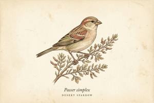 Desert Sparrow illustration