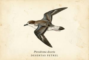 Desertas Petrel illustration