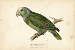 Diademed Amazon illustration