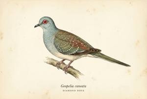 Diamond Dove illustration