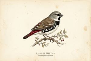 Diamond Firetail illustration