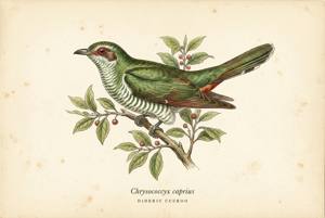 Dideric Cuckoo illustration