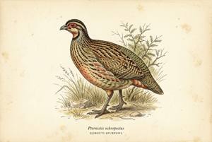 Djibouti Spurfowl illustration