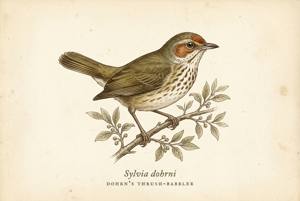 Dohrn's Thrush-Babbler illustration