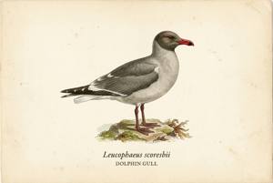 Dolphin Gull illustration