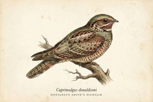 Donaldson Smith's Nightjar illustration