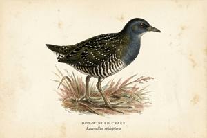 Dot-winged Crake illustration