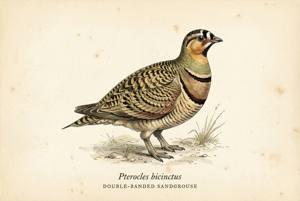 Double-banded Sandgrouse illustration
