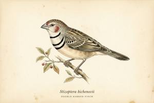 Double-barred Finch illustration