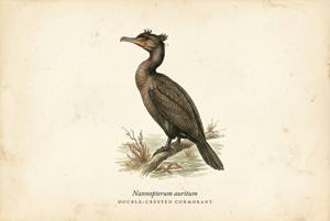 Double-crested Cormorant illustration