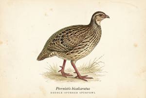 Double-spurred Spurfowl illustration