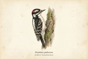 Downy Woodpecker illustration