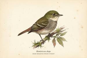 Drab-breasted Pygmy-Tyrant illustration