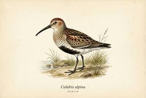 Dunlin illustration