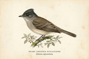 Dusky Crested Flycatcher illustration