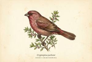 Dusky Crimsonwing illustration