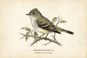 Dusky Flycatcher illustration