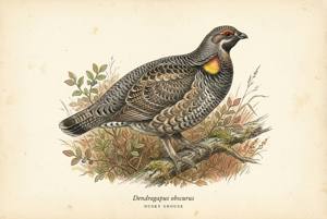 Dusky Grouse illustration