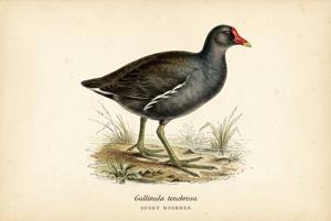Dusky Moorhen illustration