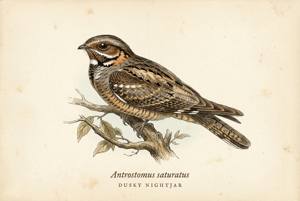 Dusky Nightjar illustration