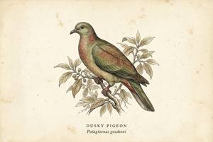 Dusky Pigeon illustration
