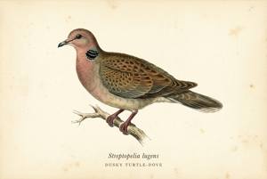 Dusky Turtle-Dove illustration