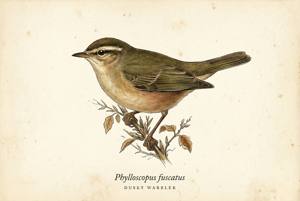 Dusky Warbler illustration