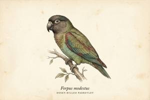Dusky-billed Parrotlet illustration