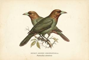 Dusky-green Oropendola illustration