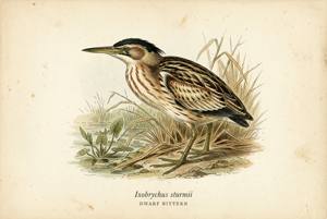 Dwarf Bittern illustration