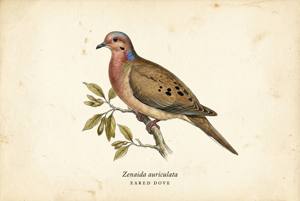 Eared Dove illustration