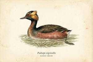 Eared Grebe illustration
