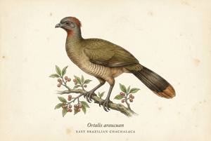 East Brazilian Chachalaca illustration