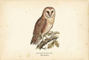 Eastern Barn Owl illustration